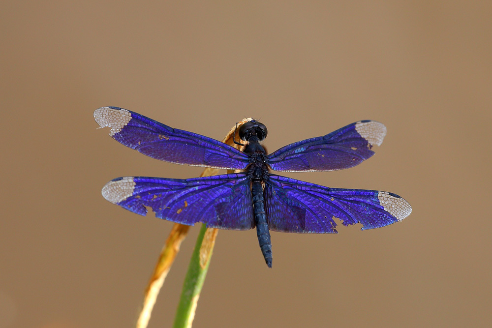 Madagascar Flutterer