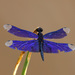 Madagascar Flutterer - Photo (c) Erland Refling Nielsen, some rights reserved (CC BY-NC)
