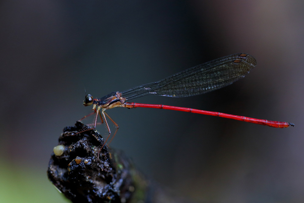 Tatocnemididae