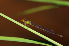 Pseudagrion malgassicum