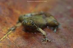 Microhyla berdmorei