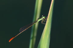 Agriocnemis exilis