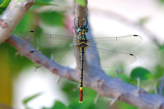 Nesocordulia malgassica