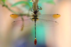 Phyllomacromia trifasciata