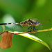 灰蜻屬 - Photo (c) Erland Refling Nielsen，保留部份權利CC BY-NC