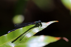Pseudagrion renaudi