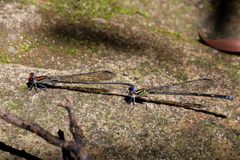 Pseudagrion divaricatum