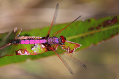 Trithemis persephone