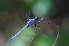Orthetrum lemur