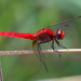 Black-legged Scarlet - Photo (c) Erland Refling Nielsen, some rights reserved (CC BY-NC)