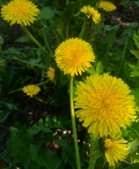 Taraxacum officinale