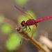 Crimson Dropwing - Photo (c) Erland Refling Nielsen, some rights reserved (CC BY-NC)