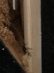 Camponotus pennsylvanicus
