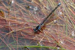 Cyanallagma interruptum