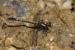Neogomphus edenticulatus