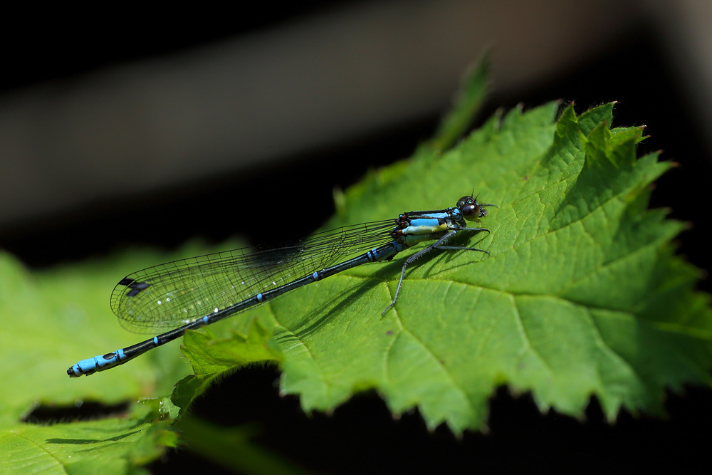Antiagrion