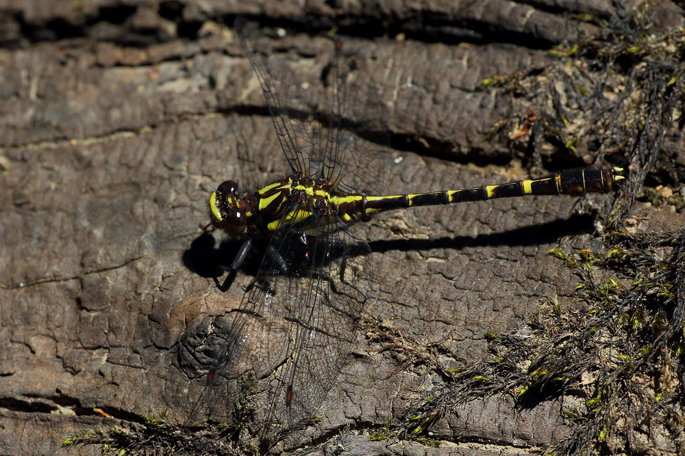 Neogomphus