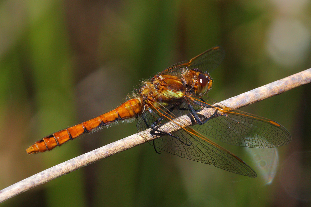 Sympetrum villosum