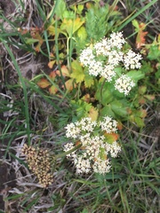 Ligusticum