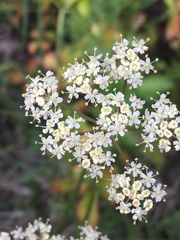 Ligusticum