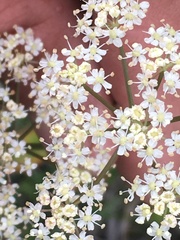 Ligusticum