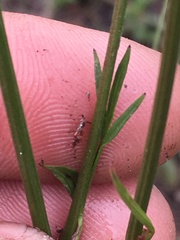 Ligusticum