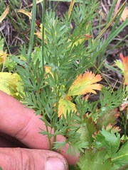 Ligusticum