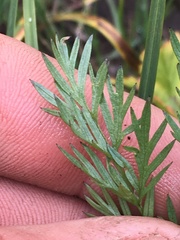 Ligusticum