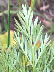 Ligusticum