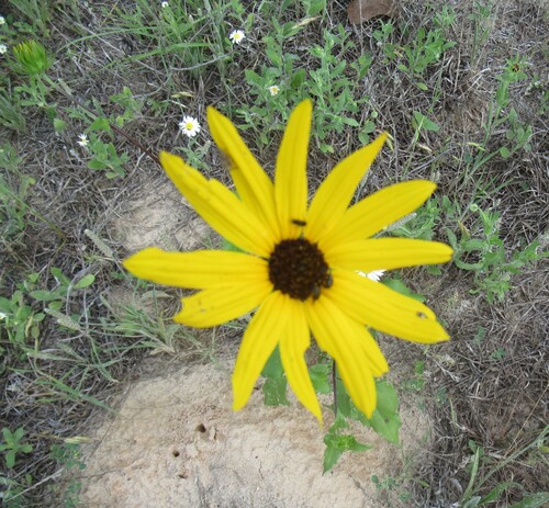 Helianthus debilis