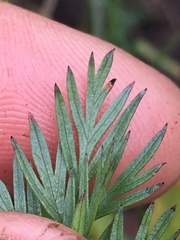 Ligusticum