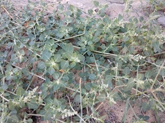 Chenopodium sosnowskyi