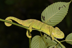 Chamaeleo zeylanicus