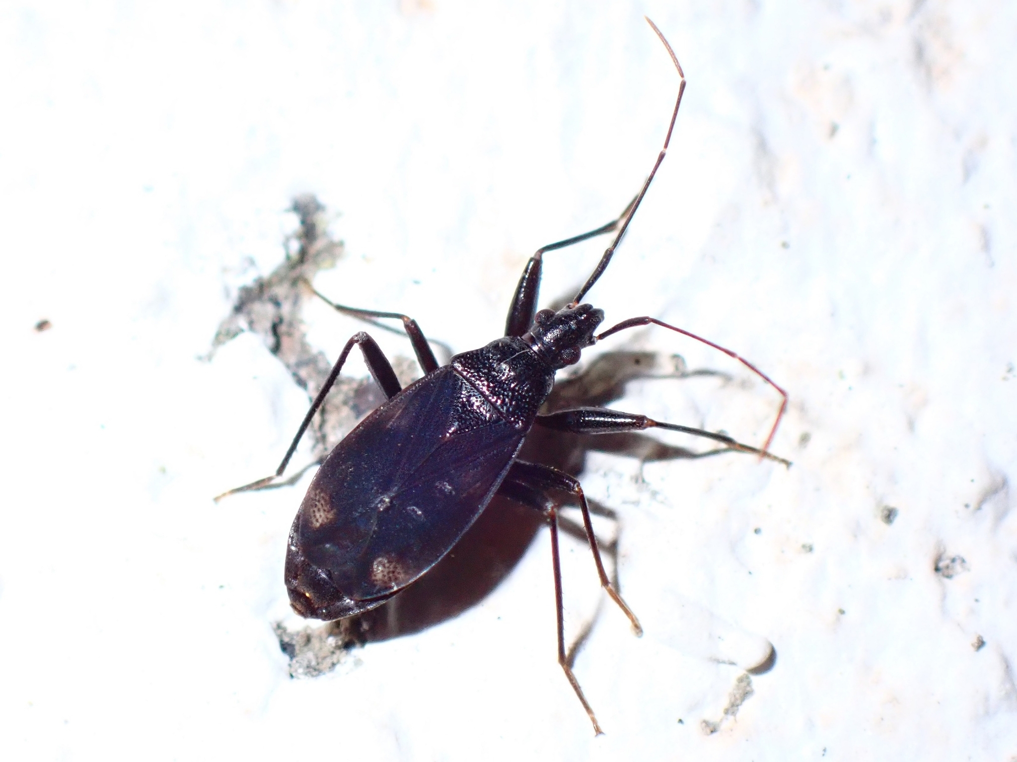 Noualhieria quadripunctata