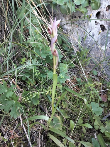 Image of Lesser Tongue-Orchid (Serapias parviflora) by (c) Dyhia YOUSFI, some rights reserved (CC BY)