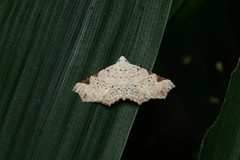 Prolophota trigonifera