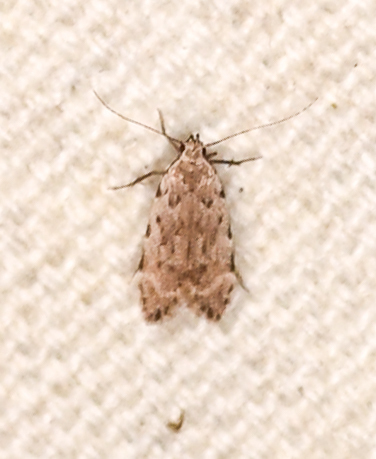 Anacampsis conclusella photo 3