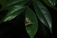 Sauris purpurotincta