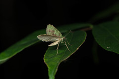 Sauris purpurotincta