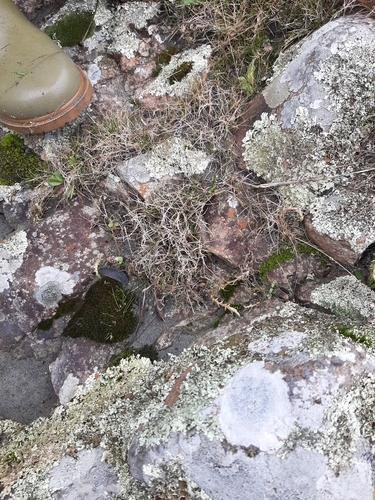 Rytidosperma exiguum, 2025-04-29