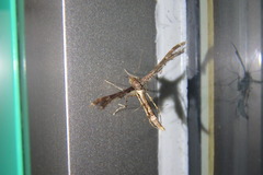 Nippoptilia vitis