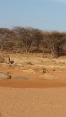 Phacochoerus africanus