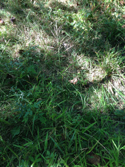 Sphenopholis intermedia