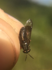 Chrysops univittatus