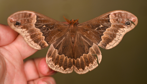 Tulip-tree Silkmoth photo 3