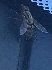 Parhelophilus