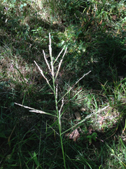 Sphenopholis intermedia