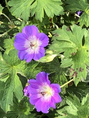Geranium wallichianum