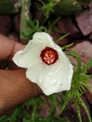 Hibiscus biseptus