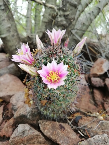 Sheldon's pincushion